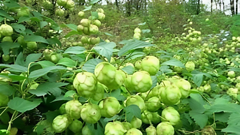 HOP